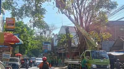 Antisipasi Pohon Tumbang, DLHKP Kediri Lakukan Pemangkasan di Jalan Kilisuci