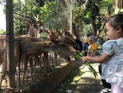 Liburan Murah Meriah di Taman Brigif Wira Yudha Kediri, Cuma Rp 3.000, Bisa Ajak Anak Beri Makan Rusa