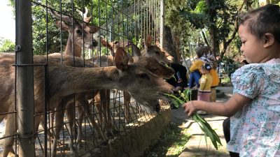 Liburan Murah Meriah di Taman Brigif Wira Yudha Kediri, Cuma Rp 3.000, Bisa Ajak Anak Beri Makan Rusa