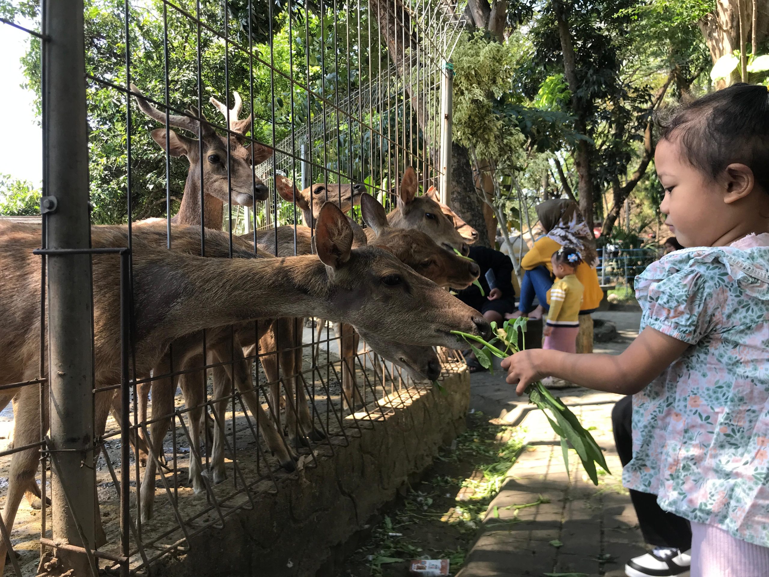 Liburan Murah Meriah di Taman Brigif Wira Yudha Kediri, Cuma Rp3.000 Bisa Ajak Anak Beri Makan Rusa