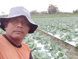 Cuaca Cerah di Kediri Dorong Kualitas Kubis, Harga Tembus Rp 5.000 per Kilogram
