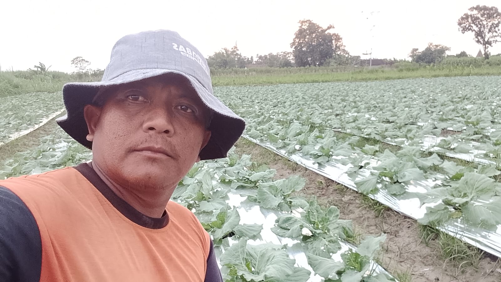 Cuaca Cerah Dorong Kualitas Kubis, Harga Tembus Rp 5.000 per Kilogram