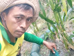 Hadapi Musim Kemarau, Petani di Kabupaten Kediri Gunakan Diesel Air untuk Irigasi Sawah