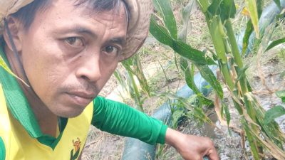Hadapi Musim Kemarau, Petani Kediri Gunakan Diesel Air untuk Irigasi Sawah