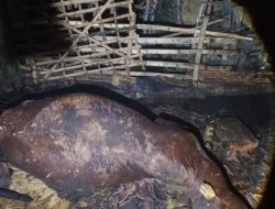 Kandang Sapi Terbakar di Pace, Seekor Sapi Mati Terpanggang, Kerugian Capai Rp 50 Juta