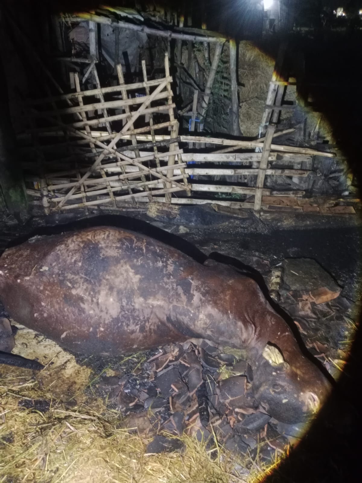 Kandang Sapi Terbakar di Pace, Seekor Sapi Mati Terpanggang, Kerugian Capai Rp 50 Juta