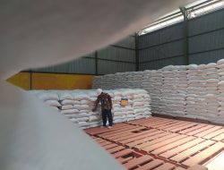 Serangan Hama Wereng Tak Pengaruhi Penyerapan Gabah, Bulog Ponorogo Catat Surplus