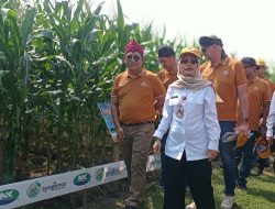 Wabup Kediri Hadiri Grand Launching dan Panen Perdana Jagung Syngenta NK Perkasa Sakti
