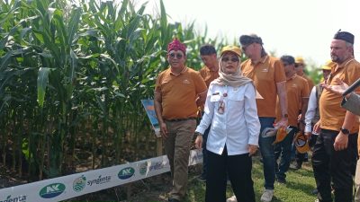 Wabup Kediri Hadiri Grand Launching dan Panen Perdana Jagung Syngenta NK Perkasa Sakti