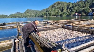 Ribuan Ikan Keramba di Telaga Ngebel Mati Mendadak, Petani Rugi hingga Puluhan Juta