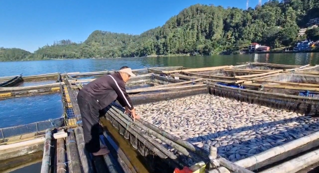 Ribuan Ikan Keramba di Telaga Ngebel Mati Mendadak, Petani Rugi hingga Puluhan Juta