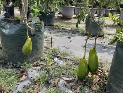 Liburan Asyik Sambil Petik Buah, Ini 2 Agrowisata Populer di Kediri