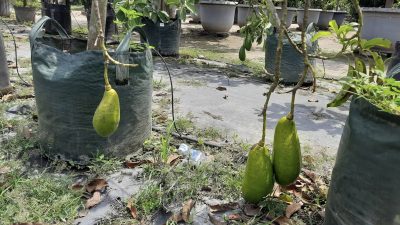 Liburan Asyik Sambil Petik Buah, Ini 2 Agrowisata Populer di Kediri