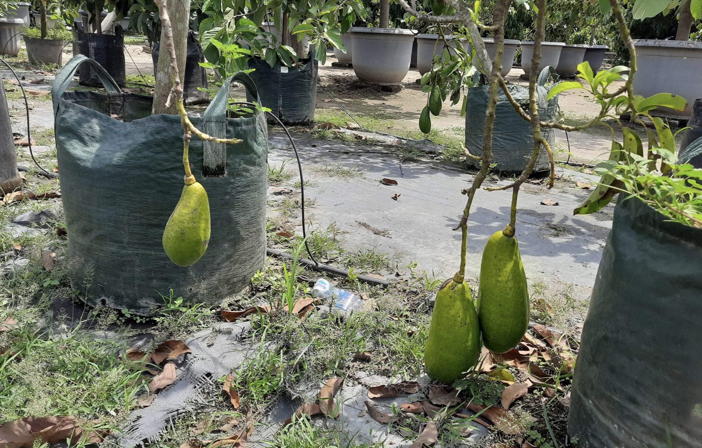 Liburan Asyik Sambil Petik Buah, Ini 2 Agrowisata Populer di Kediri