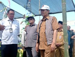 Pakar BRIN : Varietas Tebu Panjalu I Miliki Kualitas Unggul dan Siap Dikembangkan Nasional