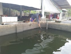 Meski Cuaca Tak Menentu, Produksi Ikan Konsumsi Tulungagung Justru Meroket