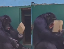 Bak Manusia! Aksi Lucu Simpanse Mengipasi Badannya Ditengah Cuaca Panas di Tiongkok