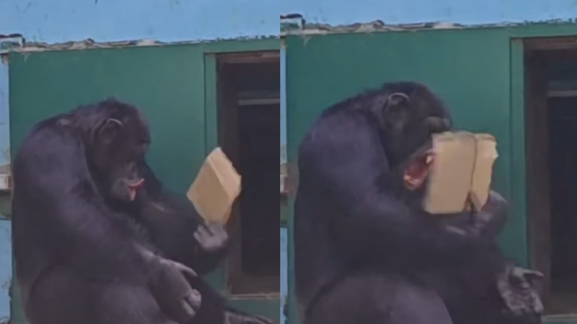 Bak Manusia! Aksi Lucu Simpanse Mengipasi Badannya Ditengah Cuaca Panas di Tiongkok