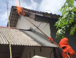 Serangan Tawon Vespa di Tulungagung Meningkat Tajam, Satu Warga Meninggal Dunia