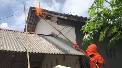 Serangan Tawon Vespa di Tulungagung Meningkat Tajam, Satu Warga Meninggal Dunia