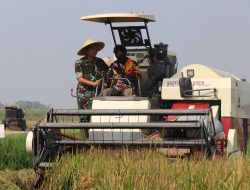 Kodim 0809/Kediri dan Pemkab Kediri Panen Raya, Dorong Swasembada Pangan 2025