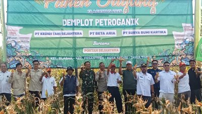 Panen Jagung Organik di Blabak Kediri, Produksi Tembus Naik Satu Ton per Hektare