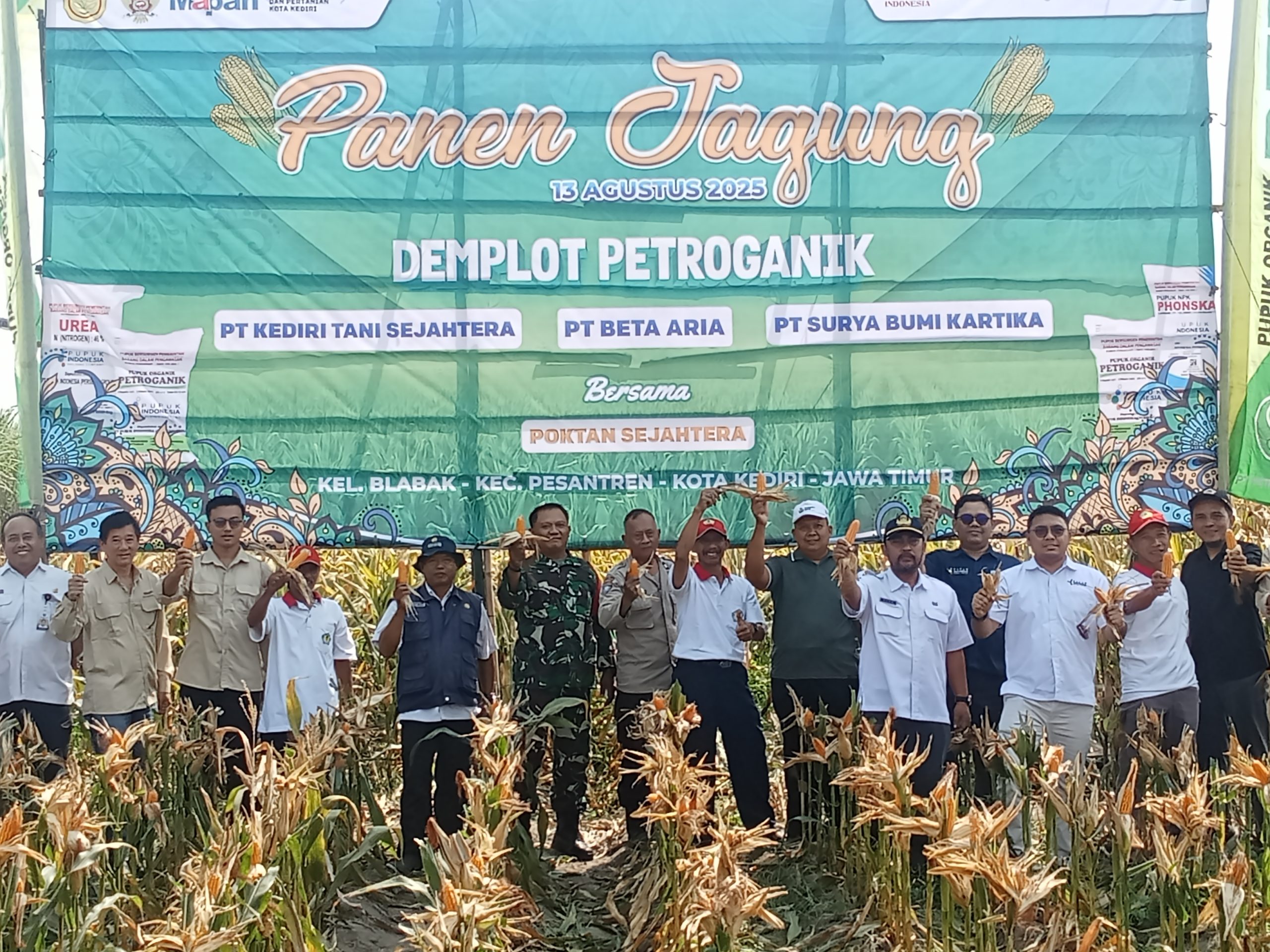 Panen Jagung Organik di Blabak Kediri, Produksi Tembus Naik Satu Ton per Hektare
