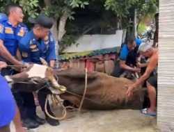 Dramatis, Tim Damkar Lamongan Selamatkan Sapi Terperosok ke Selokan