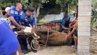 Dramatis, Tim Damkar Lamongan Selamatkan Sapi Terperosok ke Selokan