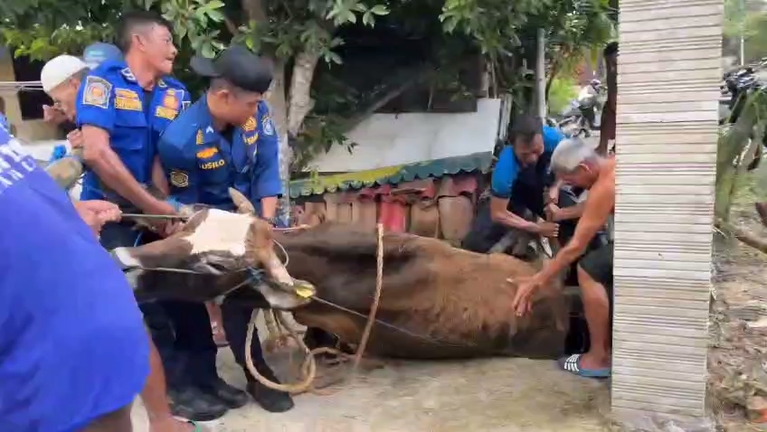 Dramatis, Tim Damkar Lamongan Selamatkan Sapi Terperosok ke Selokan
