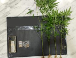 Tanam Ganja di Belakang Kandang Ayam, Pria di Dampit Diciduk Polisi