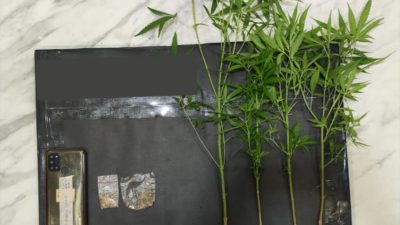 Tanam Ganja di Belakang Kandang Ayam, Pria di Dampit Diciduk Polisi