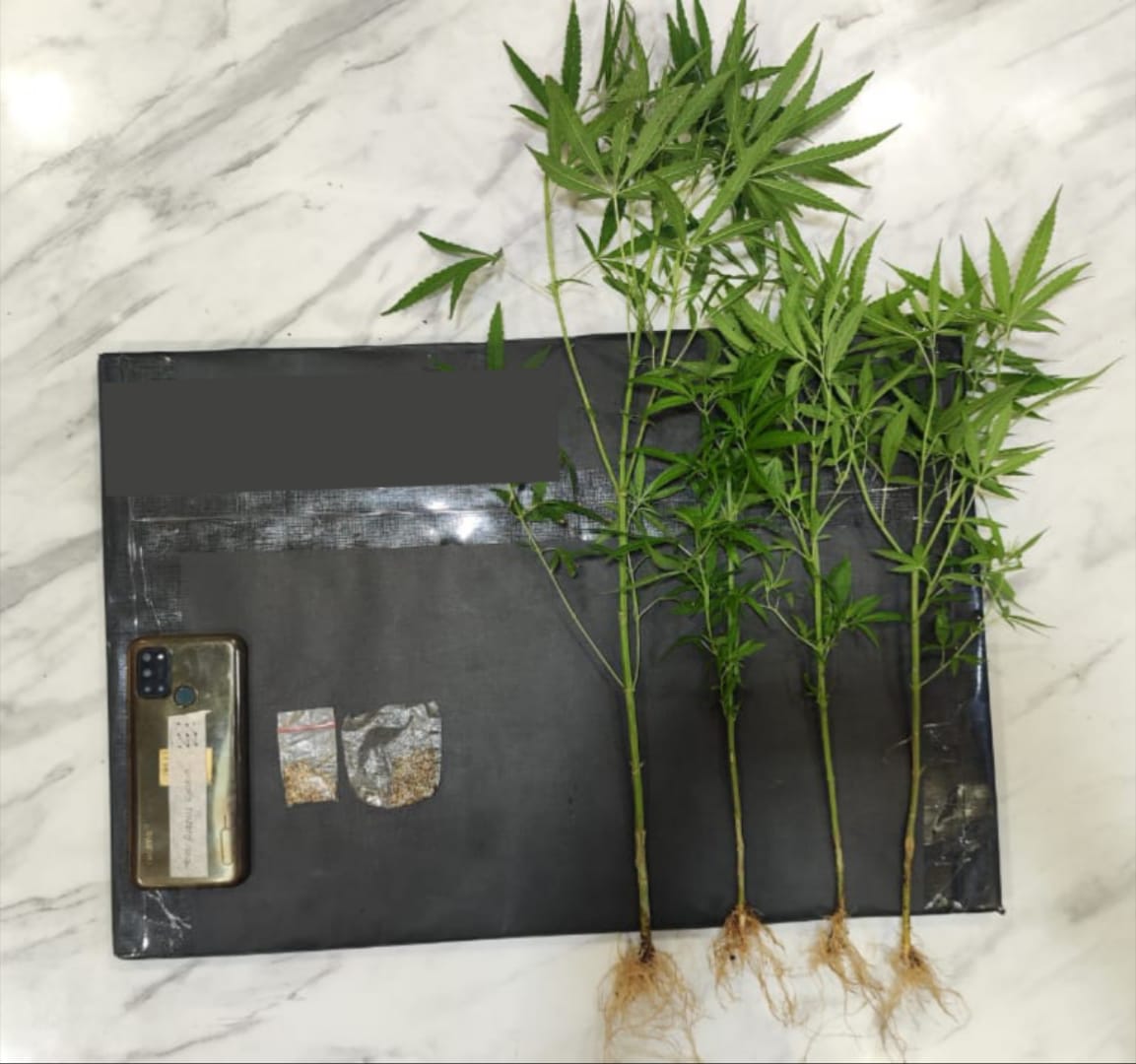 Tanam Ganja di Belakang Kandang Ayam, Pria di Dampit Diciduk Polisi