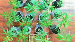 Polres Malang Temukan Kebun Ganja di Tumpang Siap Panen