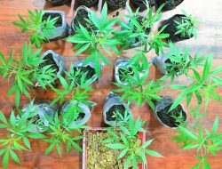 Polres Malang Temukan Kebun Ganja di Tumpang Siap Panen