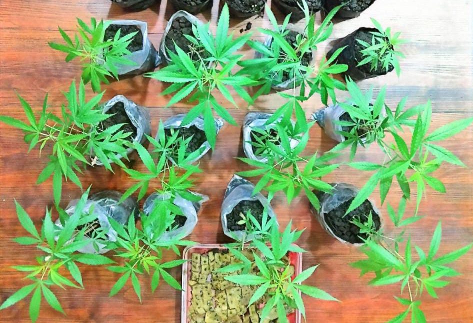 Polres Malang Temukan Kebun Ganja di Tumpang Siap Panen