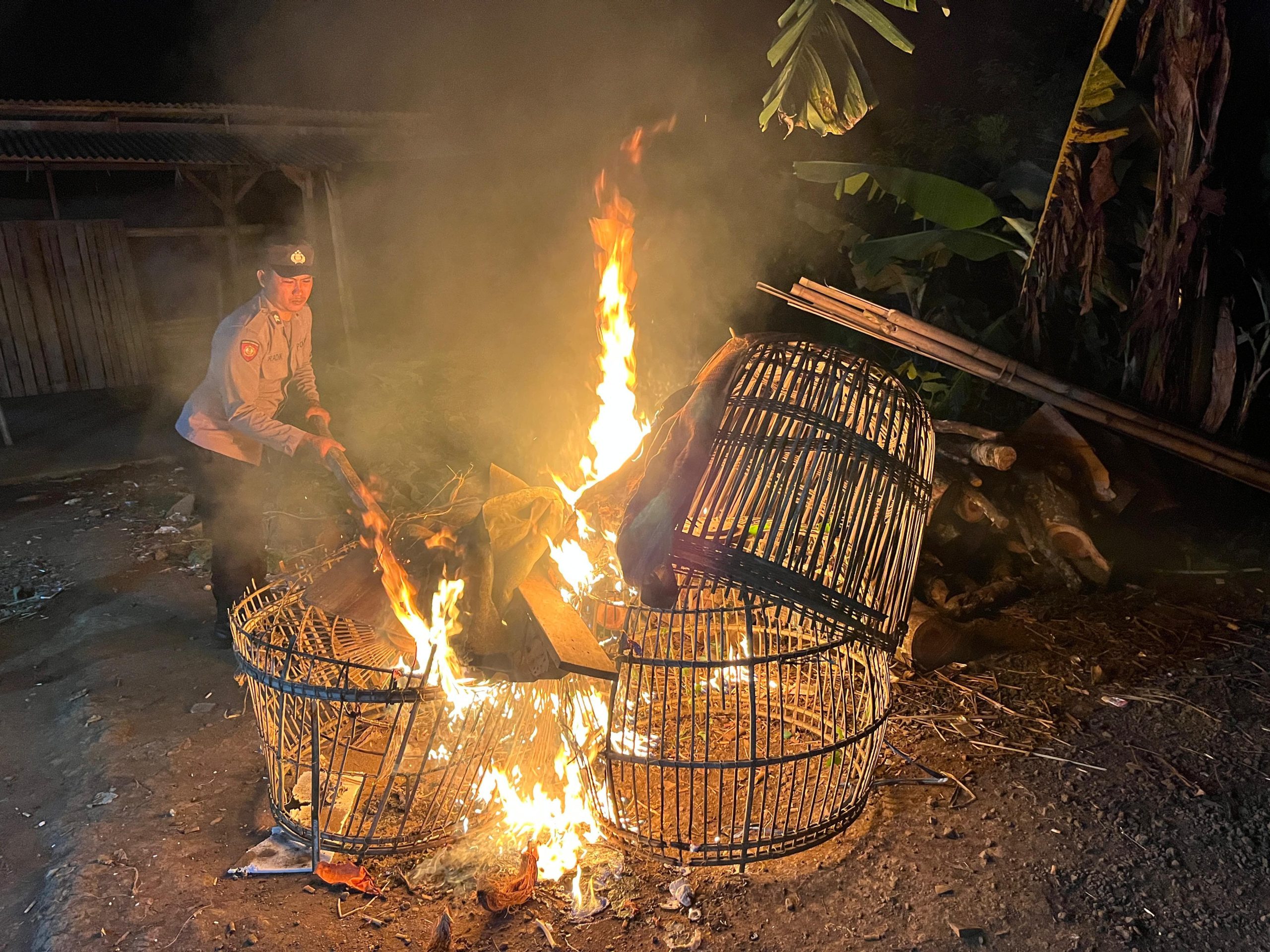 Polisi Gerebek Lokasi Sabung Ayam di Malang, Barang Bukti Dimusnahkan!