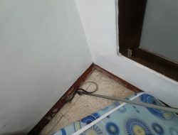 Nenek di Tanjunganom Temukan Ular di Bawah Kasur, Tim Damkar Langsung Bertindak