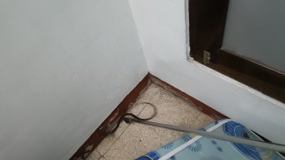 Nenek di Tanjunganom Gempar Temukan Ular di Bawah Kasur, Tim Damkar Langsung Bertindak