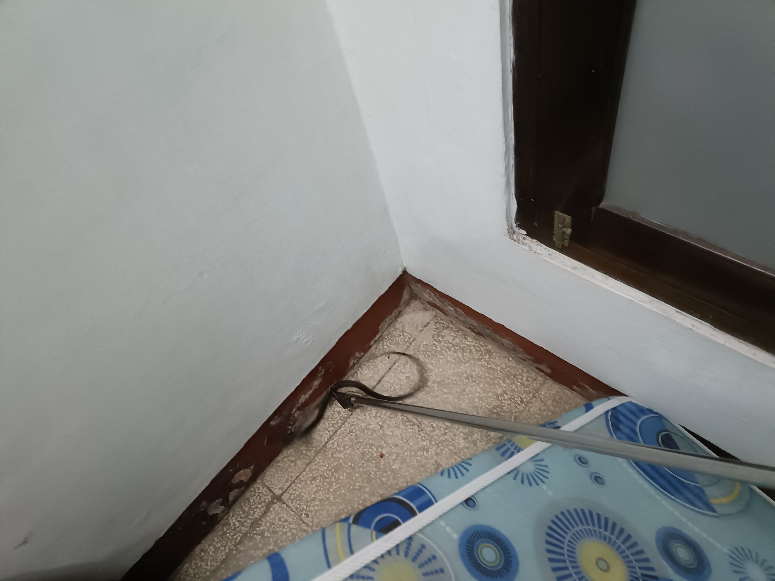 Nenek di Tanjunganom Gempar Temukan Ular di Bawah Kasur, Tim Damkar Langsung Bertindak