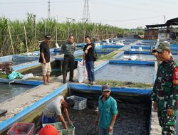 TNI AD Dorong UMKM Perikanan, Dandim Jombang Kunjungi Peternakan Lele