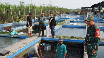 TNI AD Dorong UMKM Perikanan, Dandim Jombang Kunjungi Peternakan Lele