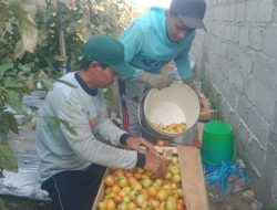 Harga Tomat Jatuh di Jombang, Petani Nyaris Tak Balik Modal