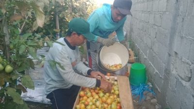 Harga Tomat Jatuh di Jombang, Petani Nyaris Tak Balik Modal
