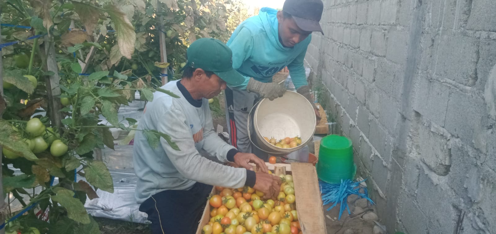 Harga Tomat Jatuh di Jombang, Petani Nyaris Tak Balik Modal