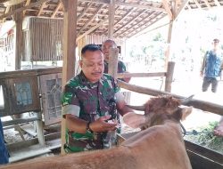 TMMD ke-125 di Jombang Sasar Kesehatan Ternak, Ratusan Sapi Divaksin di Desa Kromong