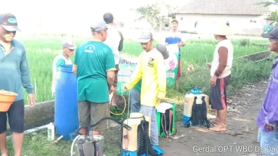 Petani Kediri Gencar Semprot Lahan di Musim Kemarau untuk Cegah Serangan Wereng
