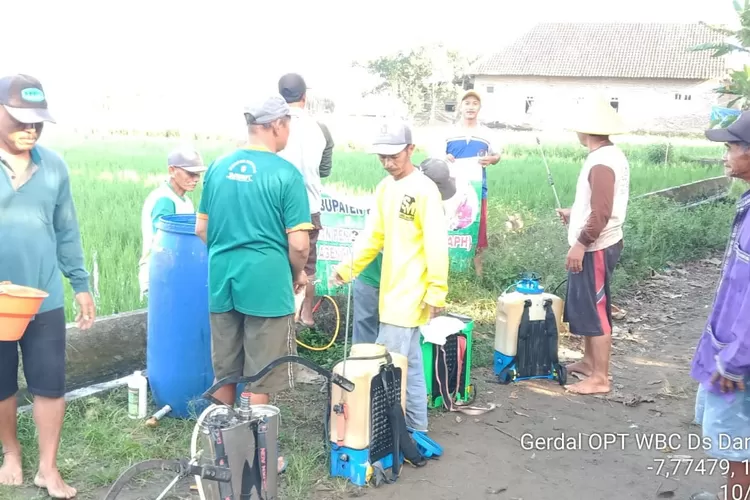 Petani Kediri Gencar Semprot Lahan di Musim Kemarau untuk Cegah Serangan Wereng