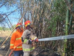 Rumpun Bambu di Berbek Terbakar, Diduga Akibat Pembakaran Sampah Tanpa Pengawasan