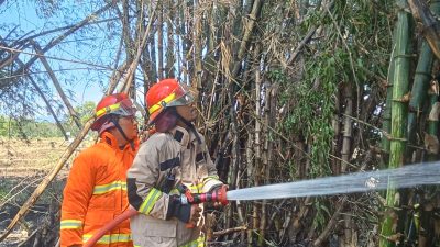 Rumpun Bambu di Berbek Terbakar, Diduga Akibat Pembakaran Sampah Tanpa Pengawasan
